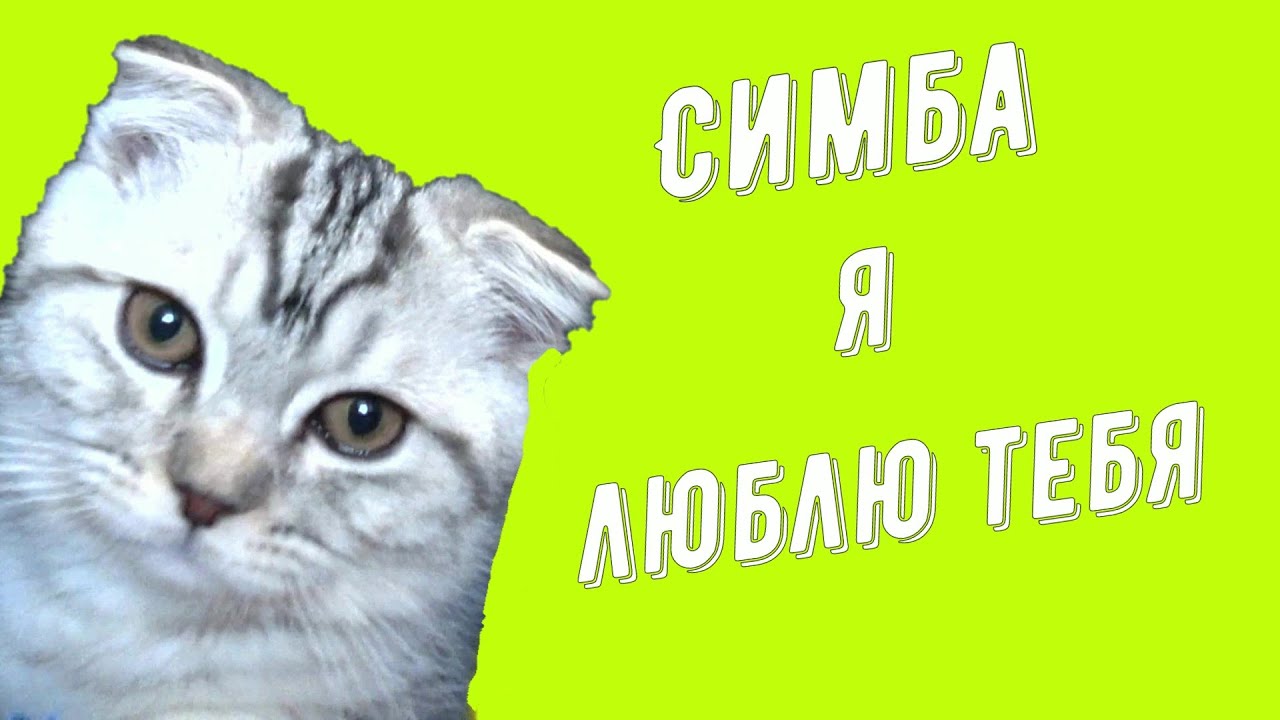 Песня симбы симба я люблю тебя. Песня симбы симба я люблю тебя. Сказки король лев 1. Симба полюбила. Симба мем.