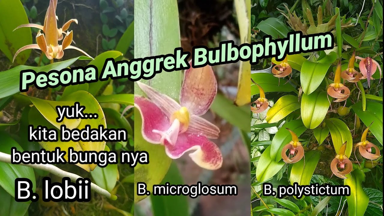 Anggrek Bulbophyllum microglosum, polystictum dan lobii | komparasi bulbophyllum