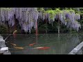 ~藤のある風景~ 山口県中部【一貫野/嘉川八幡宮/西八幡宮】