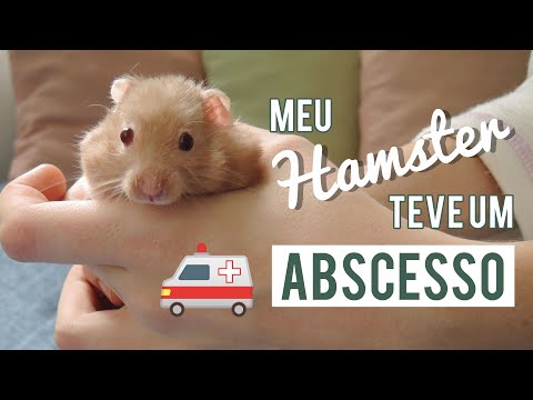 Vídeo: Abcessos Cutâneos Em Hamsters