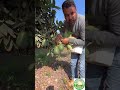 Some Avocado Varieties In Morocco بعض أصناف الأفوكادو بالمغرب 