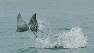 Science in Action: Spotted Eagle Rays | California Academy of Sciences