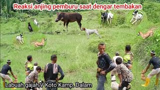 Reaksi anjing pemburu saat mendengar suara tembakan// berburu babi hutan