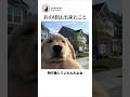 ゴールデンレトリバーがまだ小さかった時は #shorts