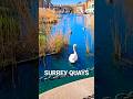 Swans of Surrey Quays | Surrey Quays Waterfront Community in London UK