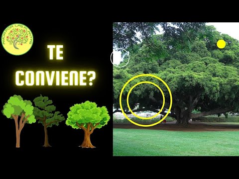 Vídeo: "Árboles Que No Crecen" Del Parque Gatchina - Vista Alternativa