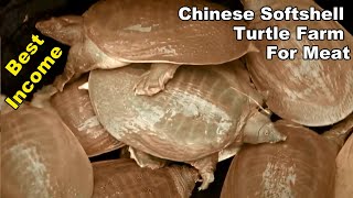 Chinese Softshell Turtle Farm For Meat - Awesome Ideas For Best Income screenshot 3