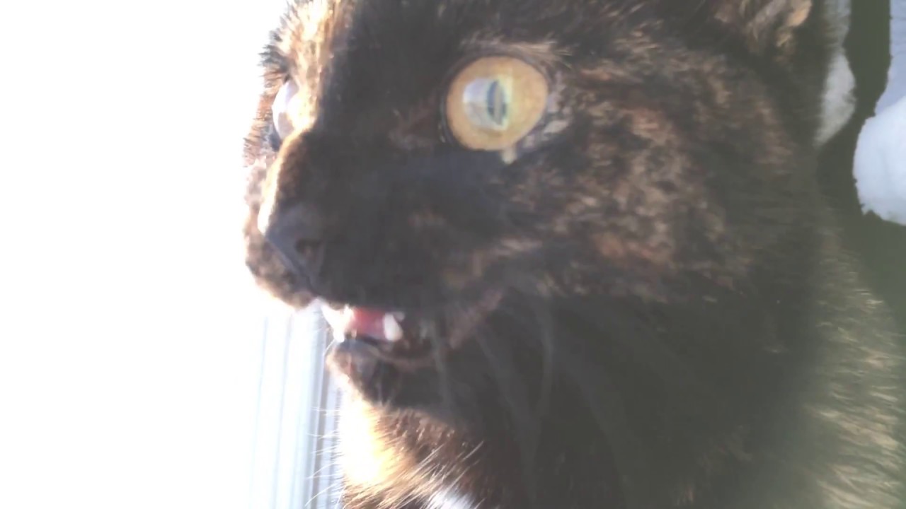 La chatte claque les dents en regardant les oiseaux ! YouTube