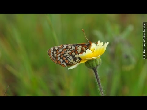 Why It&rsquo;s So Hard To Make People Care About Endangered Bugs