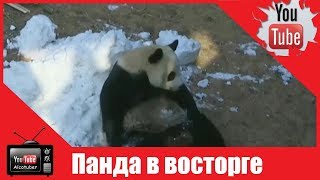 Гора снега привела в восторг панду из Китая Гора снега привела в восторг панду из Китая