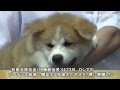 秋田犬「ゆめ」、保存会が県に寄贈