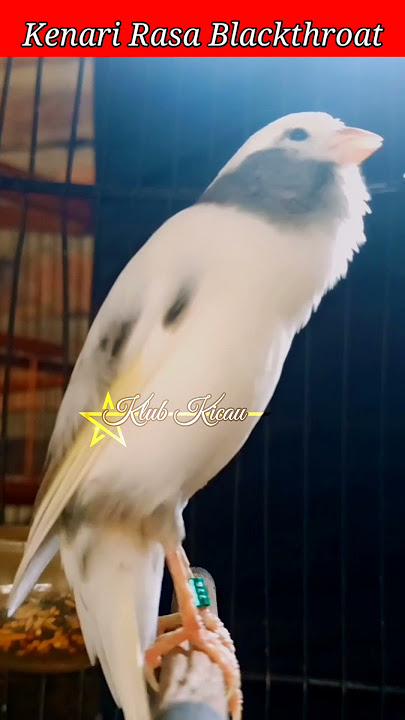 suara burung kenari gacor isian blackthroat cengkok mewah‼️🐦