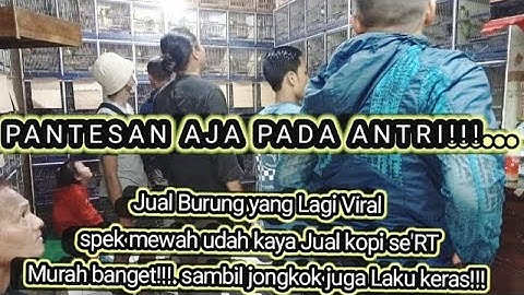 EDYAN!!!!.  EDIE JOVANIS Menggila Lagi!!!. Sikatan Londo ORI IMPOR, Jalak Bali dijual Murah Banget!!