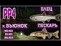 РУССКАЯ РЫБАЛКА 4 / РР4 /  РЕКА ВЬЮНОК / ЕЛЕЦ / ПЕСКАРЬ ОБЫКНОВЕННЫЙ