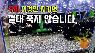 구피 이것만 지키면 절대 죽지 않습니다.