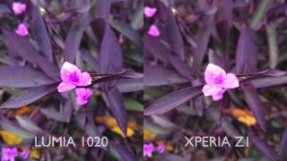 41MP Nokia Lumia 1020 vs 20.7MP Sony Xperia Z1 (With Images and Video Comparison)
