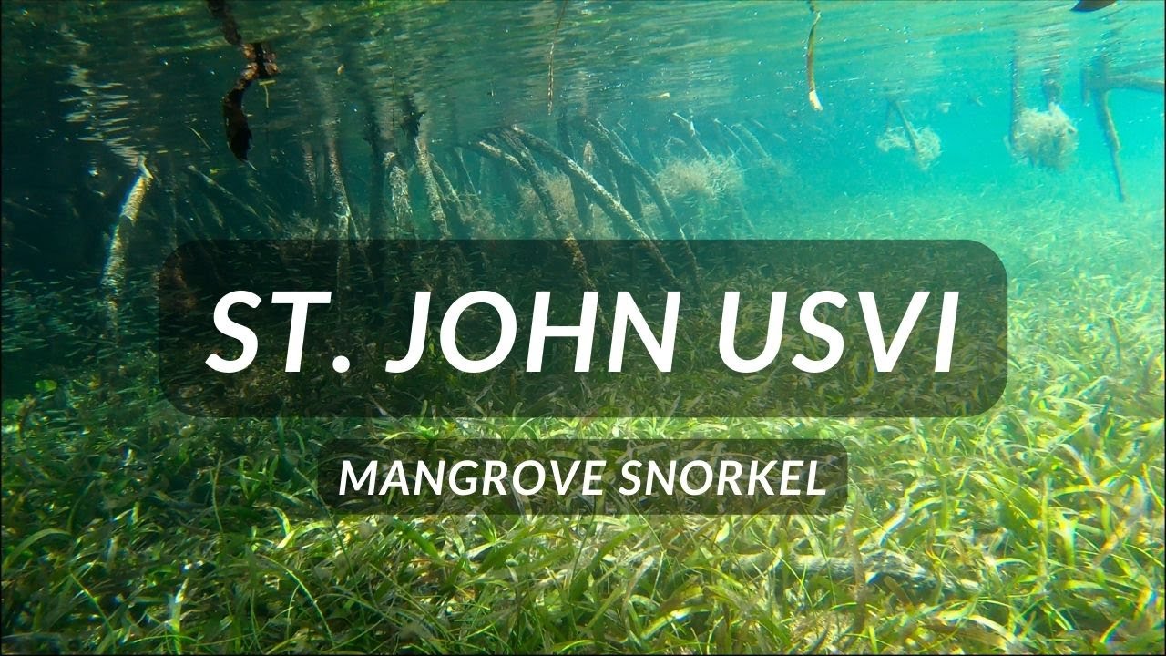Mangrove Snorkel - Hurricane Hole (St. John USVI)