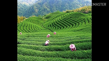 سورة الجمعة #تلاوة عطرة للقراء الشيخ # ماهر المعيقلي#