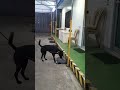 One Shoot Only Keep It Good Flash Caninetraining K9handler One Shoot Only Keep It Good Flash Caninetraining K9handler