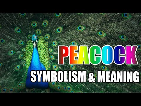 What Does A Peacock Symbolize? - Sign Meaning