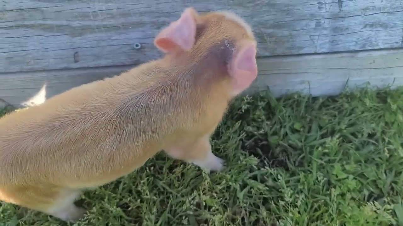 Update on Orphan Piglet