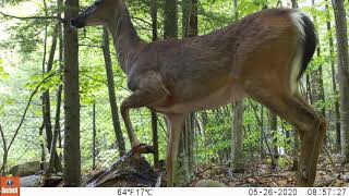 Whitetail deer stomp & snort