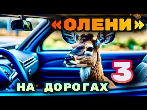 'Олени' на дорогах. Часть 3
