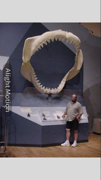 Jedag Jedug megalodon