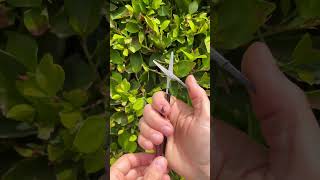 From yesterdays livestream. Great for tree snipping 😂 seriously though, this is a cool kit!