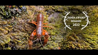 SURVIVORS: Rediscovering the Short-Tailed Rain Crayfish - Trailer
