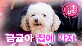 Stray Dog Walking Guide [Let's Go Home] EP.7