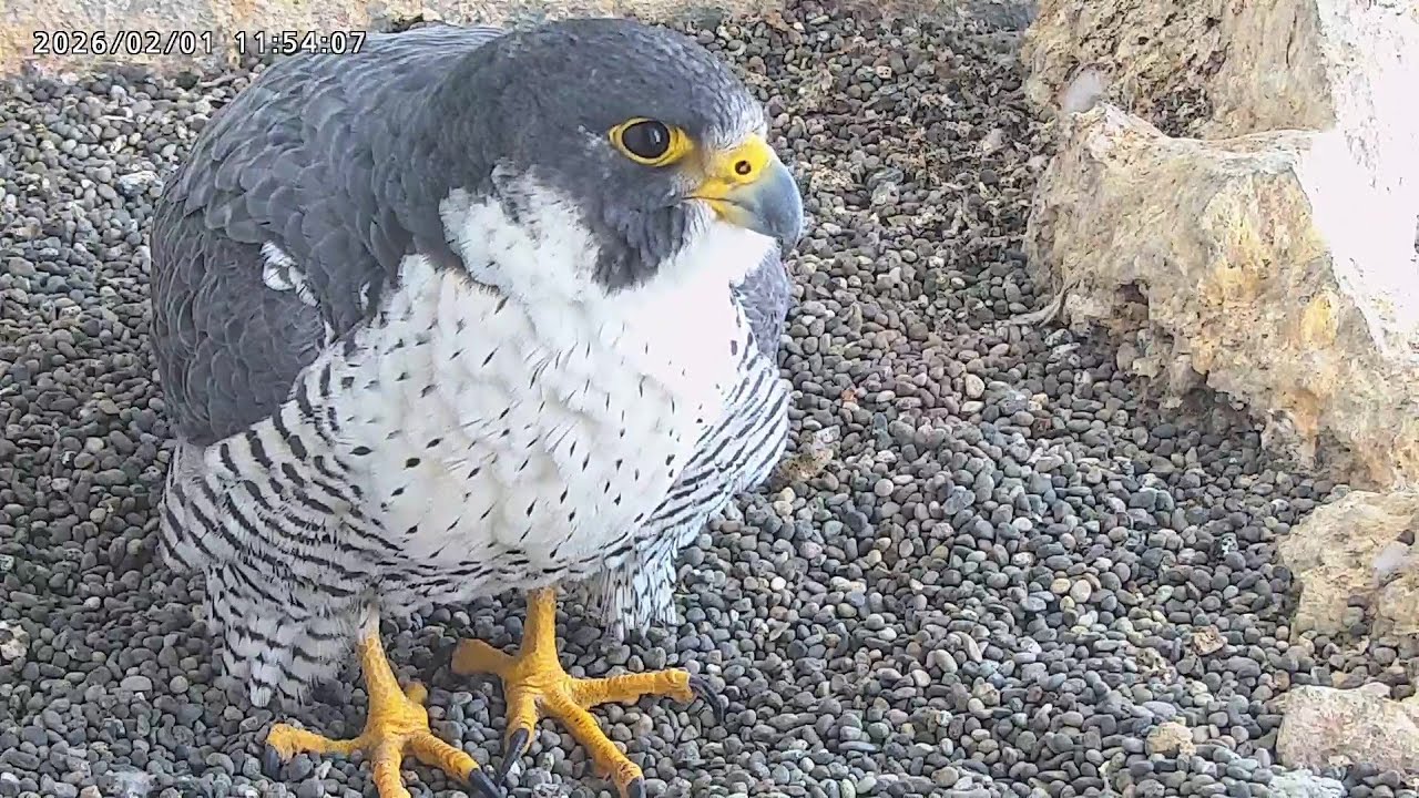 2026-02-01 (11:50)  Sara In The Nest/ さら手すりから巣