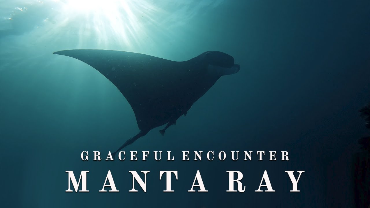 Manta Ray - Graceful Encounter - Julian Rocks - YouTube