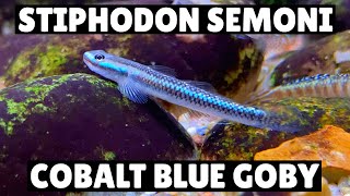 *NEW* Stiphodon Semoni - Cobalt Blue Goby