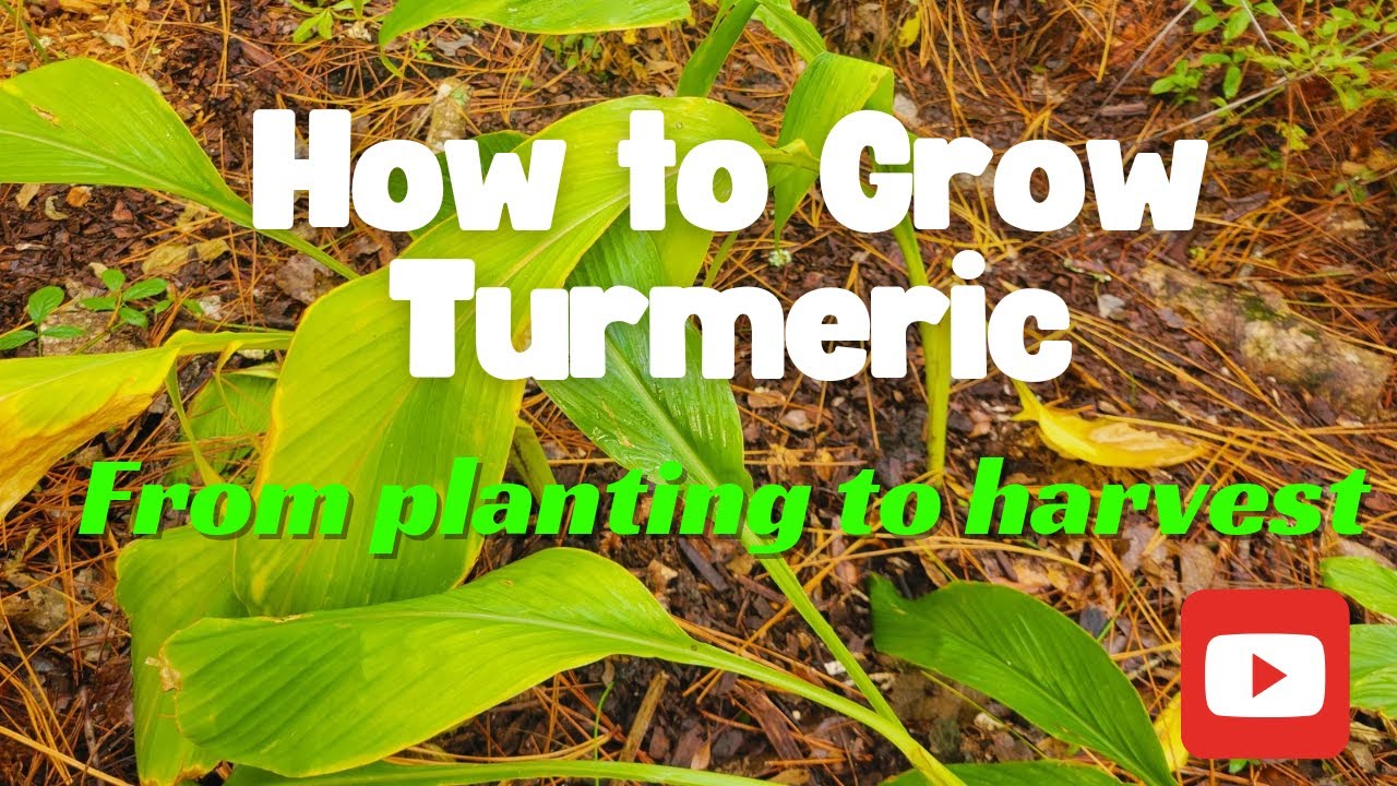 How to Grow Turmeric - Harvest This Superfood from Your Garden