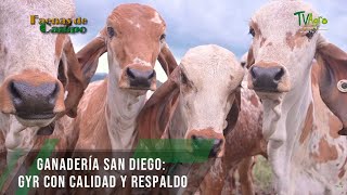 Ganadería San Diego: Gyr con calidad y respaldo  TvAgro por Juan Gonzalo Angel Restrepo