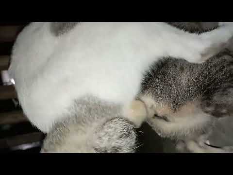 Mating Cat | Kucing Kawin | Si putih sedang ena ena