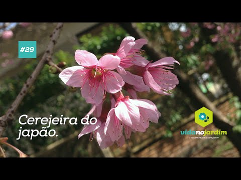 Vídeo: Sobre o lilás japonês - Dicas para cultivar árvores lilás japonesas