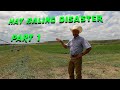 Alfalfa,  Blister Beetles and Mother Nature￼   #hay #alfalfa #ranching￼