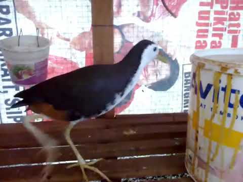 Burung ruak-ruak jinak suara dahsyat 