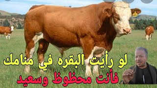 تفسير حلم رؤية البقره في المنام