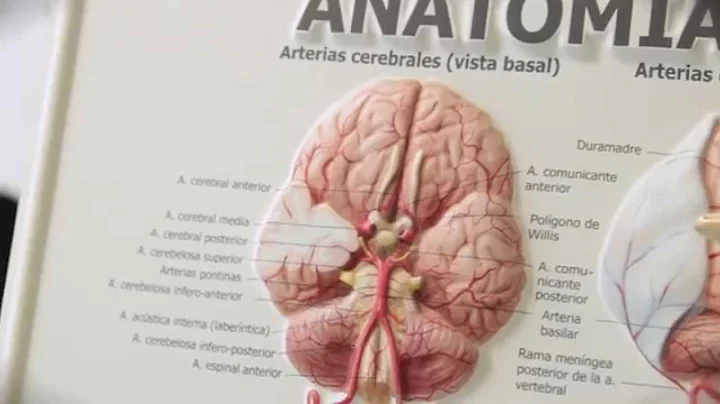 Master in Cognitive Neuroscience of Language