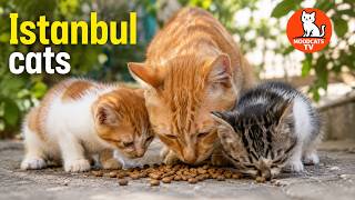 The Most Peaceful Cat Family You’ll See Today | Mew’s Family + Natural