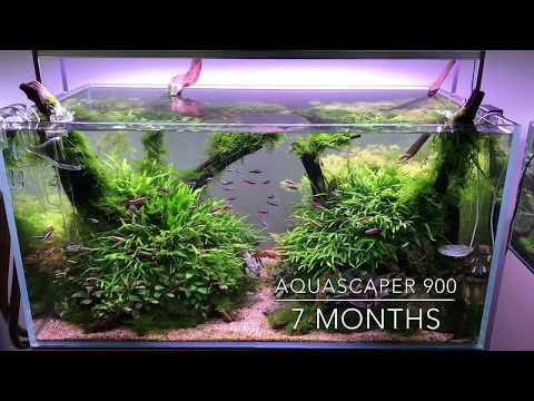 All Our Aquascapes! Showroom Updates April 2018
