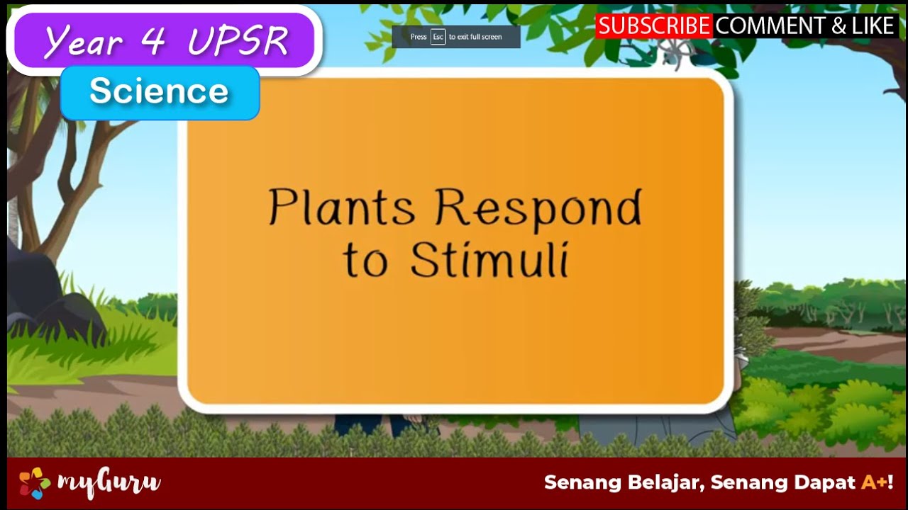 Year 4 | Science Upsr | Plants Respond To Stimuli