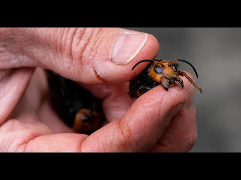 Tracking the Asian Giant 'Murder' Hornet: A Deadly Pest Has ...