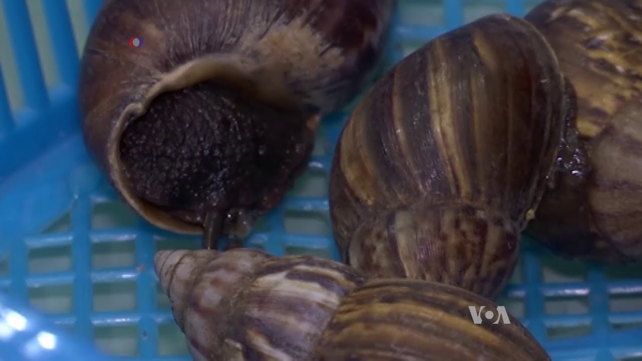 Happy Snails Produce More Slime for Thai Farmers YouTube