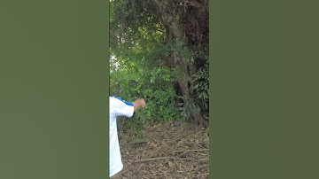 Cây sộp cổ thụ trăm năm tuổi | Phần 20 #shorts