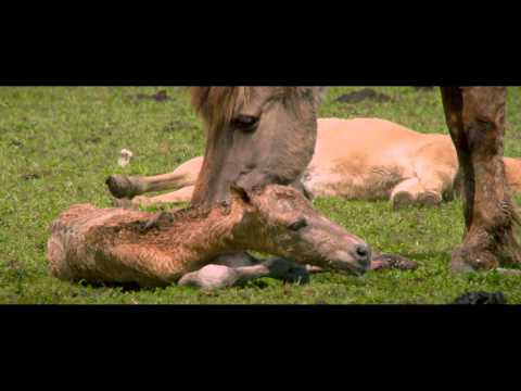 De Nieuwe Wildernis - Trailer