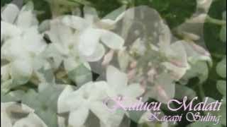 Kulucu Malati-Kacapi Suling